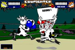 Боксирующие коровы